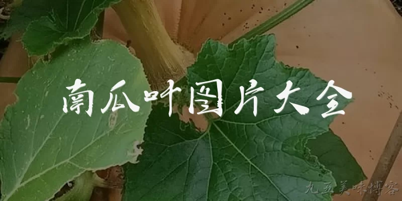 南瓜叶图片大全:南瓜叶有哪些主要形态特征？