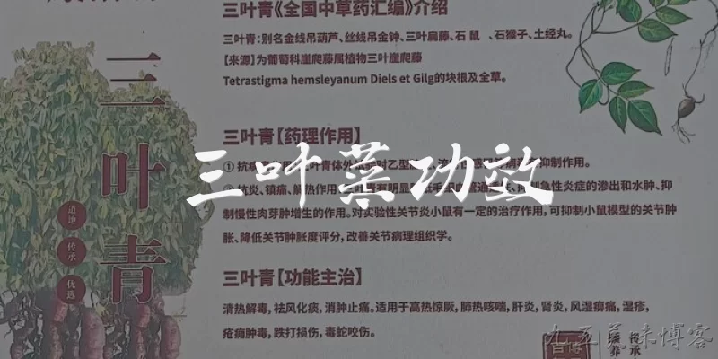 三叶菜功效:三叶菜有哪些主要功效？